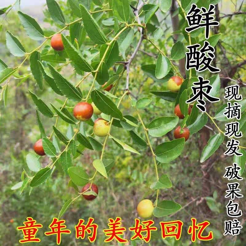 酸枣