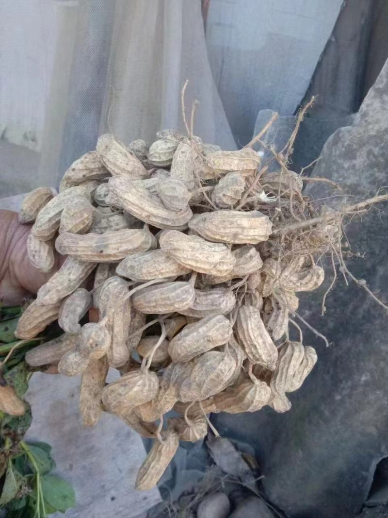 云南黑花生米，供应超市，档口，电商社区团购