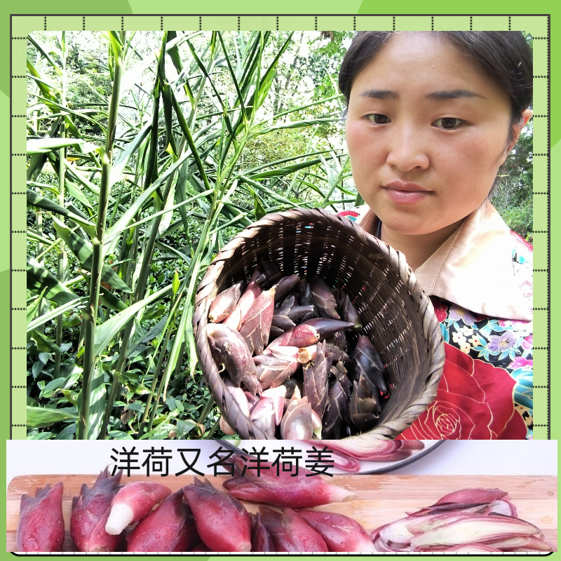 恩施高山洋荷，基地批发一手货源