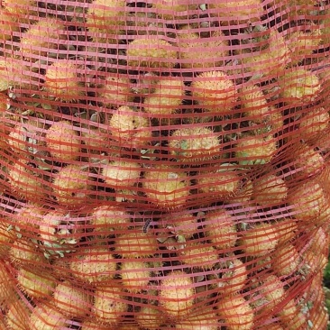 刺梨