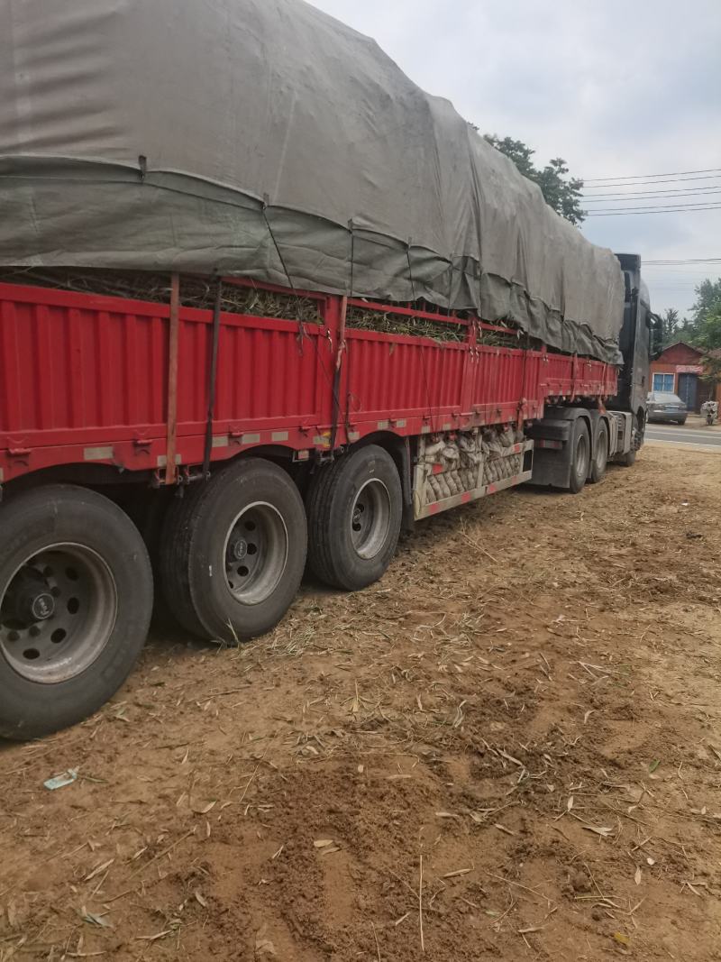精品刚竹苗圃直供量大从优全国发货欢迎咨询