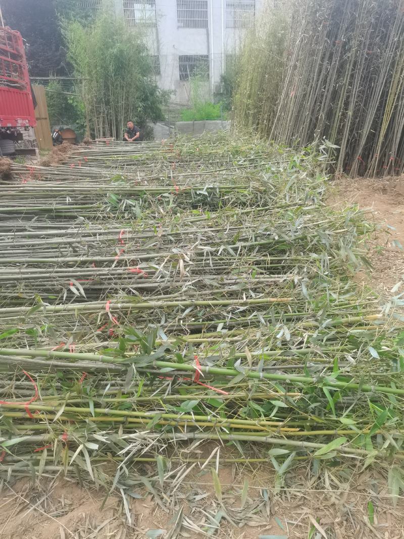 精品刚竹苗圃直供量大从优全国发货欢迎咨询