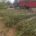 精品刚竹苗圃直供量大从优全国发货欢迎咨询