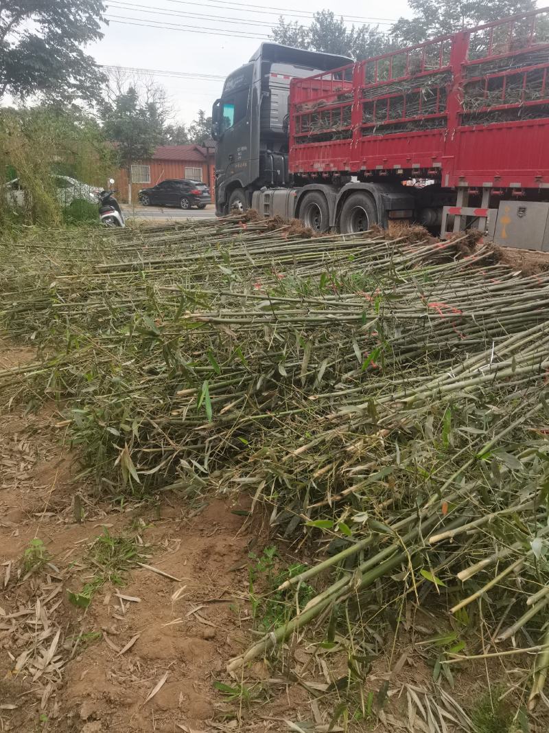精品刚竹苗圃直供量大从优全国发货欢迎咨询