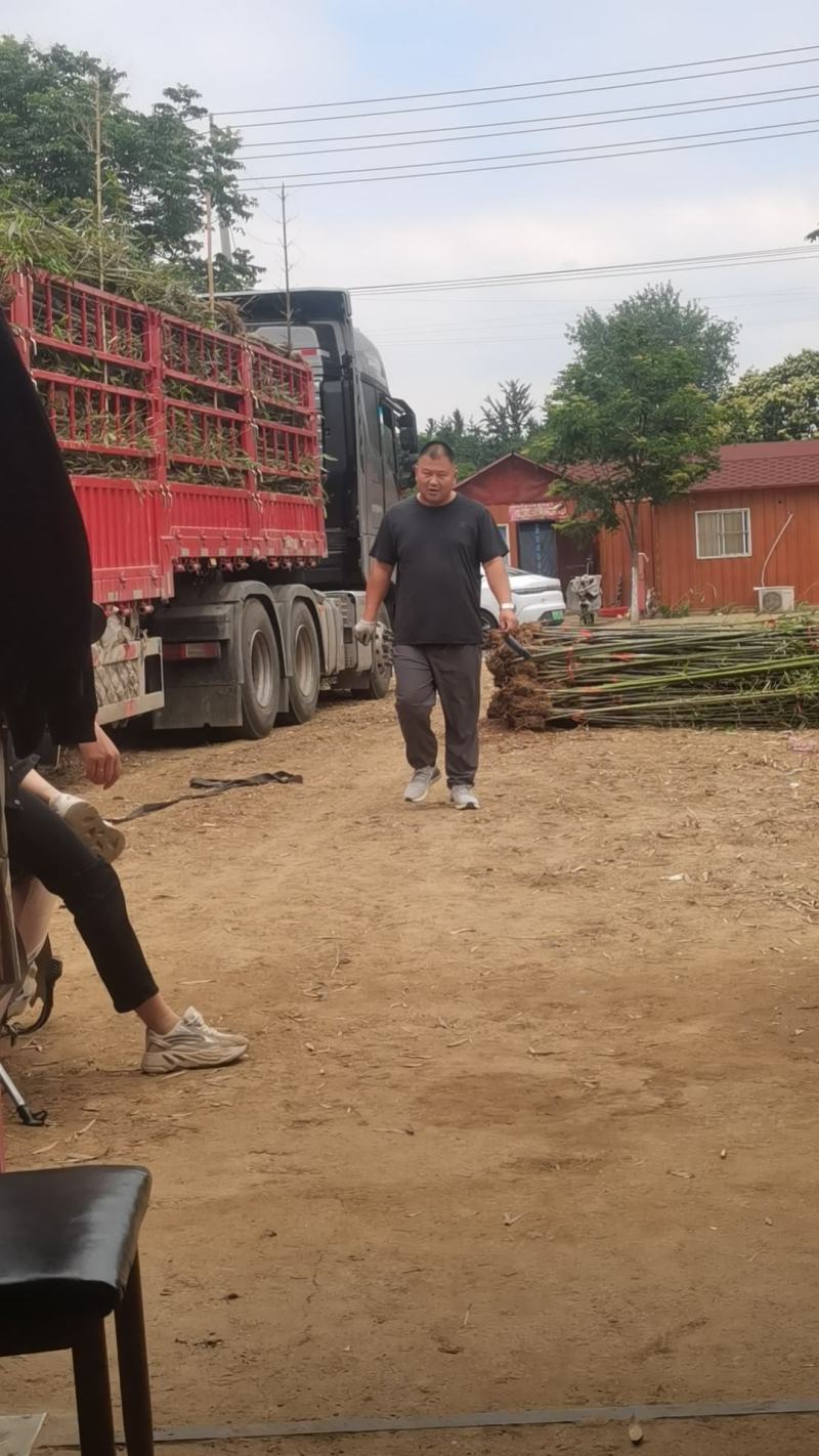 精品刚竹苗圃直供量大从优全国发货欢迎咨询