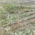 精品刚竹苗圃直供量大从优全国发货欢迎咨询