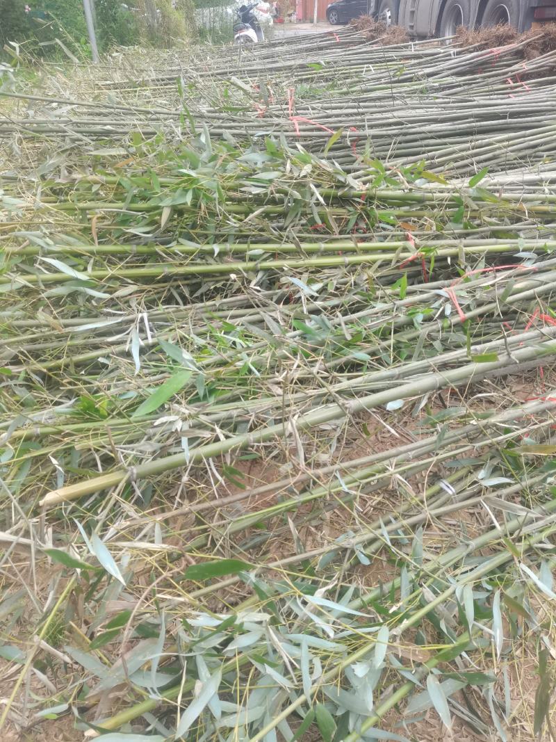 精品刚竹苗圃直供量大从优全国发货欢迎咨询