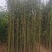 精品刚竹苗圃直供量大从优全国发货欢迎咨询