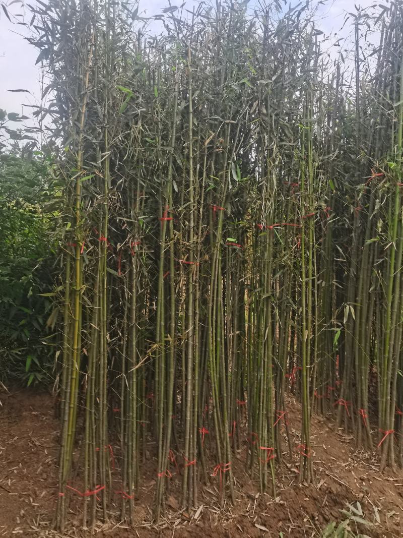 精品刚竹苗圃直供量大从优全国发货欢迎咨询