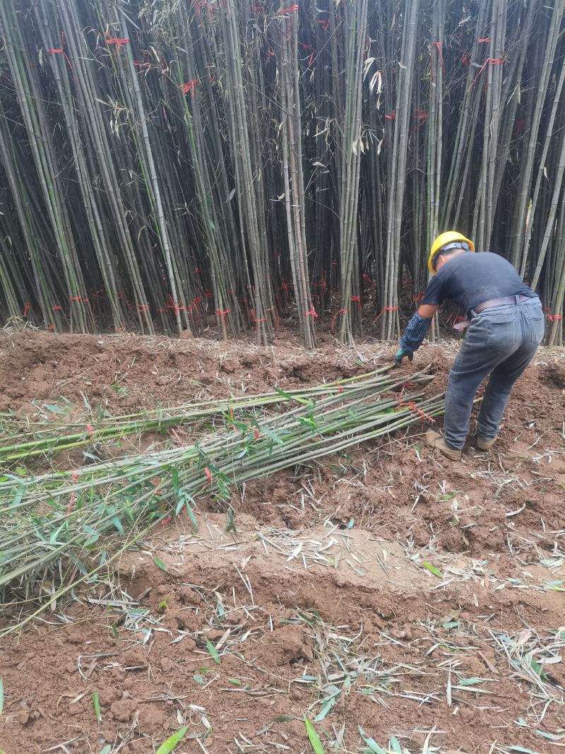 精品刚竹苗圃直供量大从优全国发货欢迎咨询