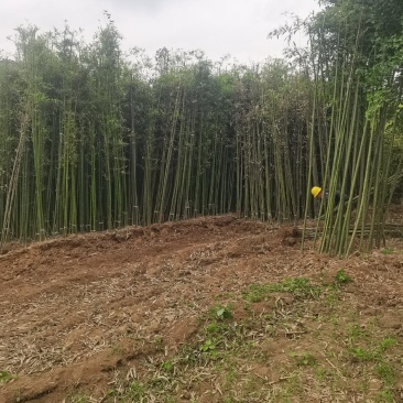 精品刚竹苗圃直供量大从优全国发货欢迎咨询