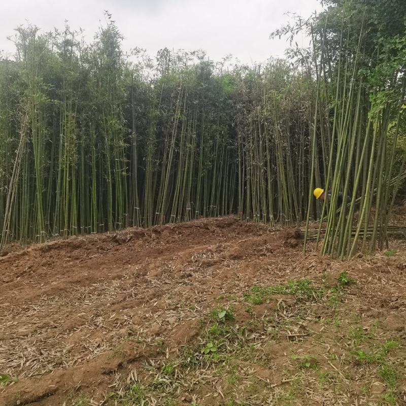 精品刚竹苗圃直供量大从优全国发货欢迎咨询