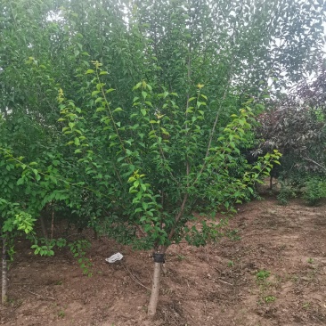 精品榆叶梅树苗苗圃直供诚信第一技术指导成活率高