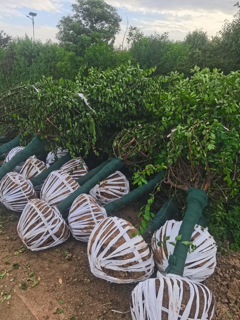 精品榆叶梅树苗苗圃直供诚信第一技术指导成活率高