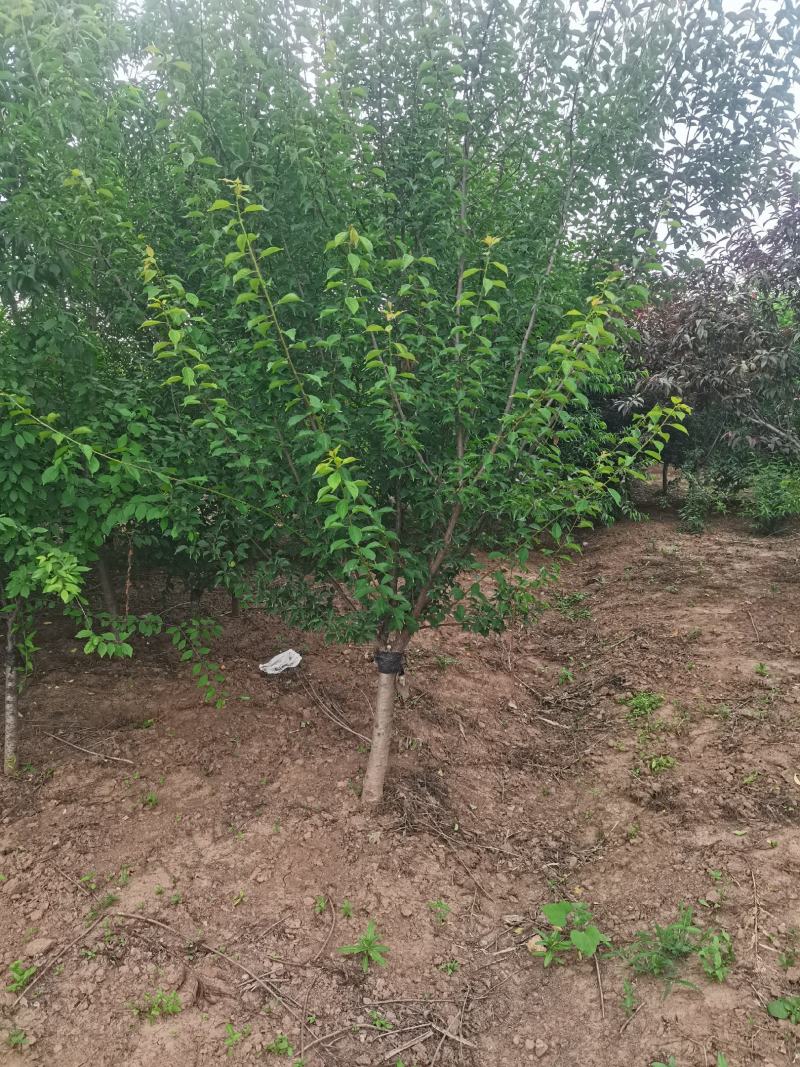 精品榆叶梅树苗苗圃直供诚信第一技术指导成活率高