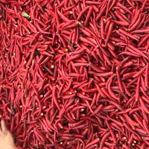 新鲜小米辣天香八一朝天椒基地种植全国批发市场