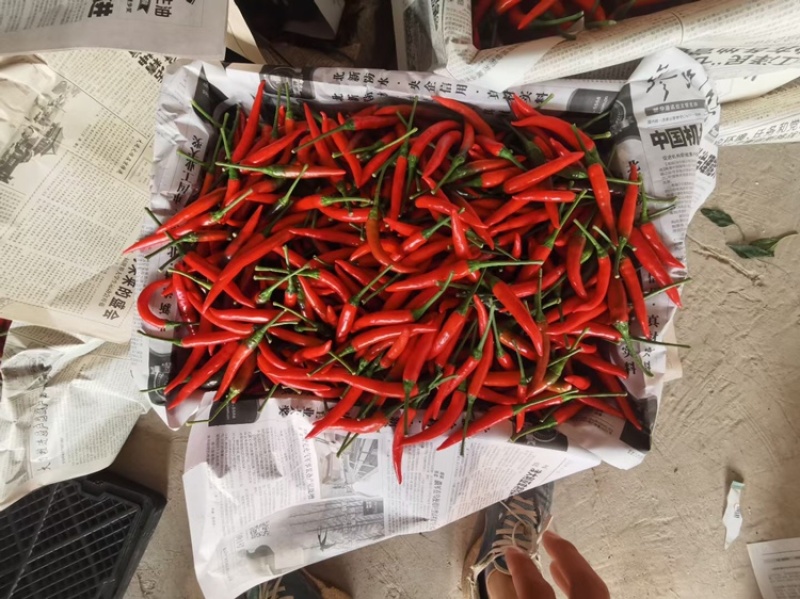 新鲜小米辣天香八一朝天椒基地种植代发全国批发市场
