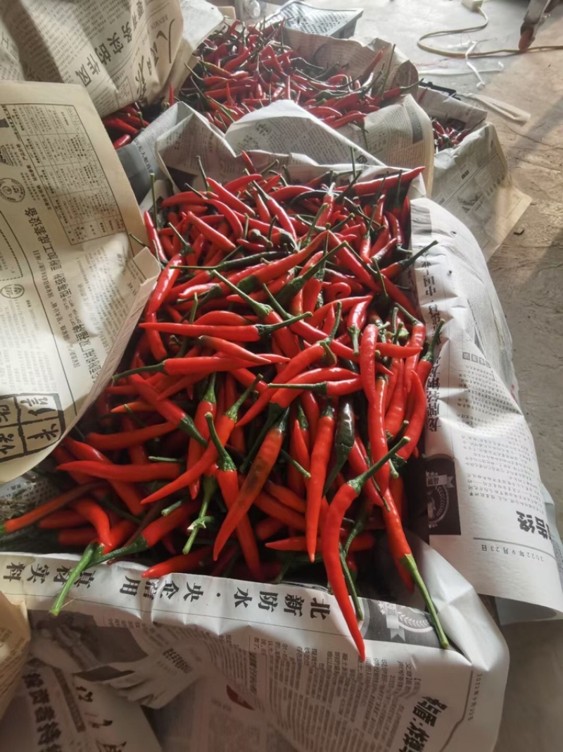 新鲜小米辣天香八一朝天椒基地种植代发全国批发市场