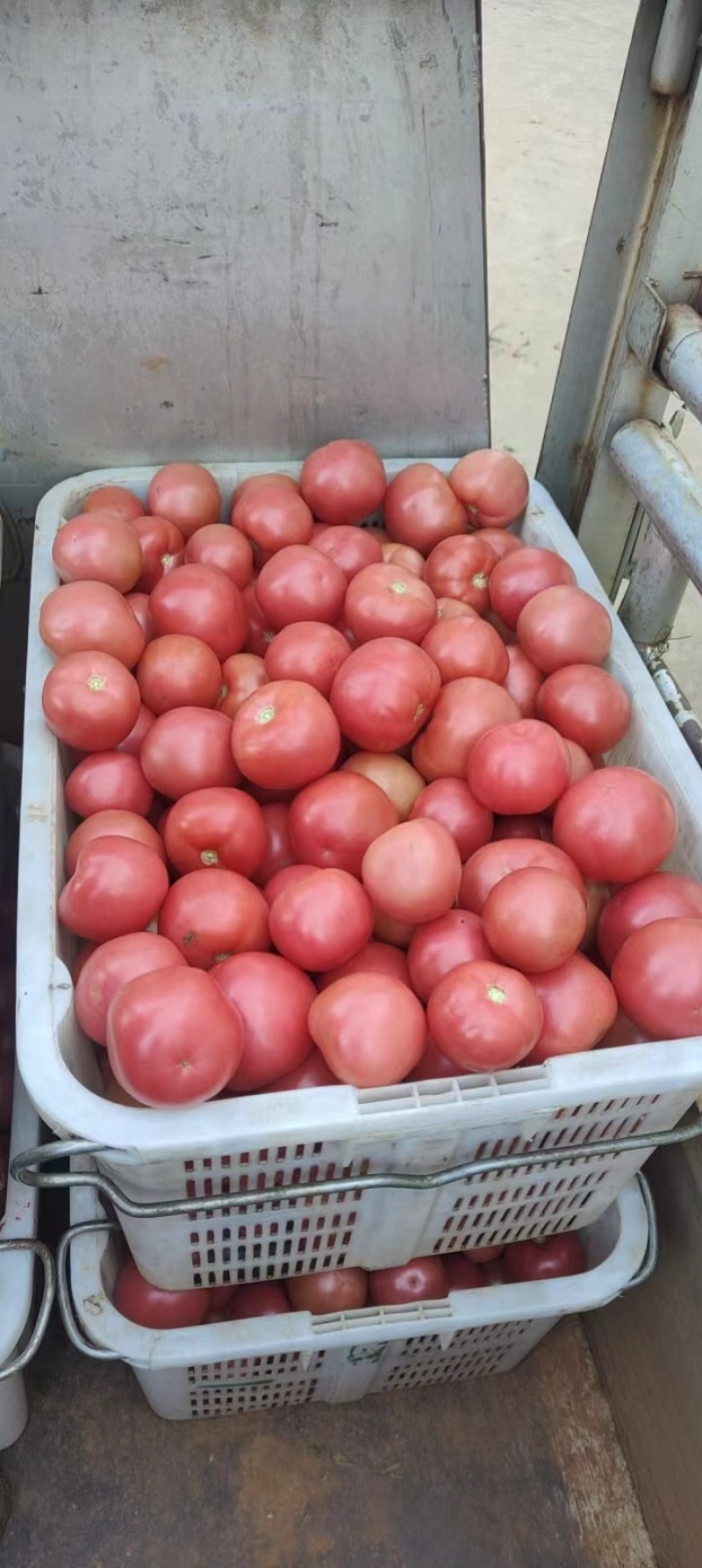 精品西红柿产地一手货源硬粉西红柿大量供应诚信经营