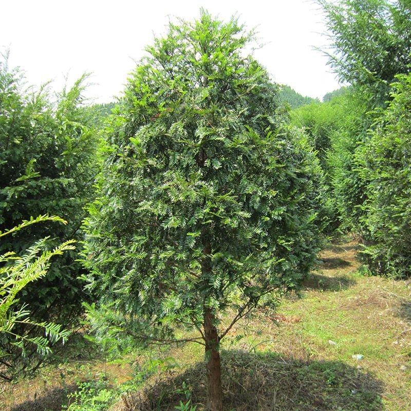 红豆杉江西红豆杉基地直供量大从优提供免费技术支持