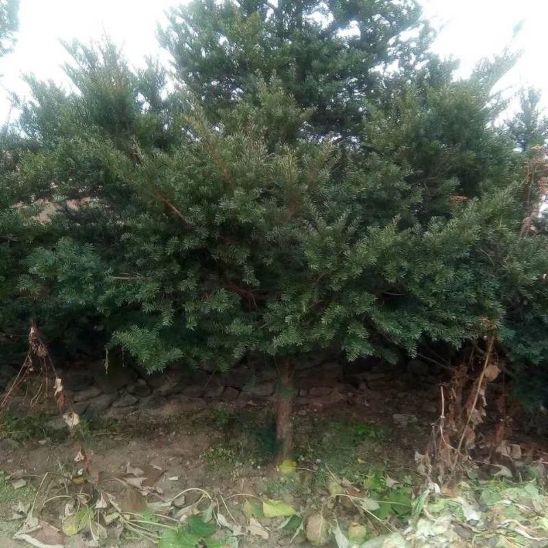 红豆杉江西红豆杉基地直供量大从优提供免费技术支持