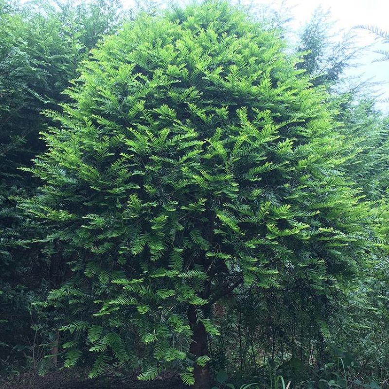 红豆杉江西红豆杉基地直供量大从优提供免费技术支持