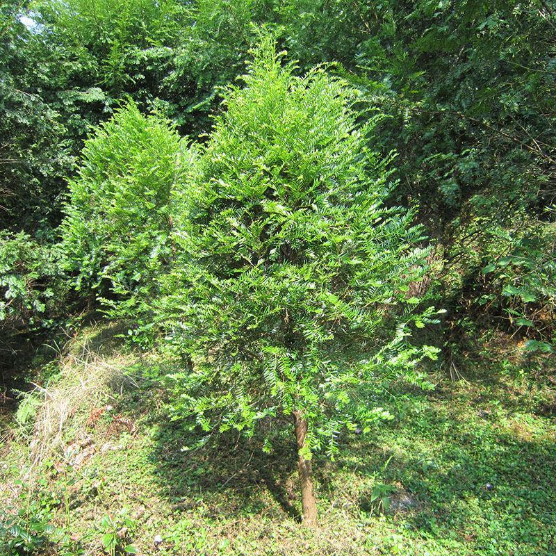红豆杉江西红豆杉基地直供量大从优提供免费技术支持
