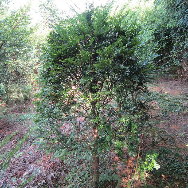 红豆杉江西红豆杉基地直供量大从优提供免费技术支持