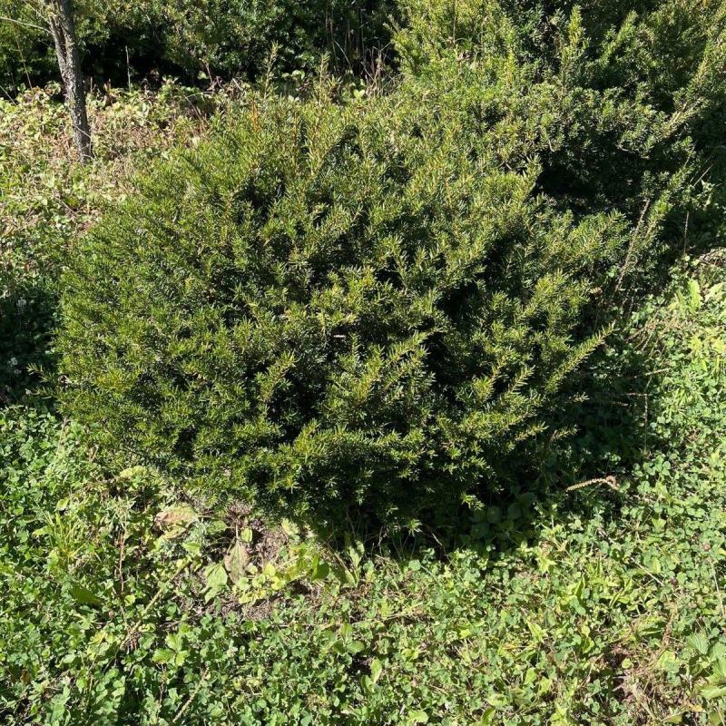 红豆杉江西红豆杉基地直供量大从优提供免费技术支持