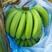 广东郁南香蕉预售基地直发品质保证一手货源量大从
