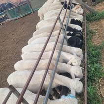 内蒙古活羊杜泊、澳洲白羊