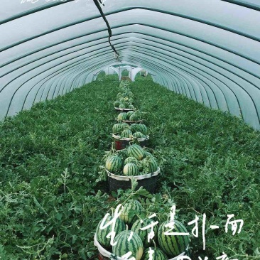 头茬直生苗大棚美都无籽西瓜包红包甜皮薄汁多