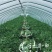 头茬直生苗大棚美都无籽西瓜包红包甜皮薄汁多