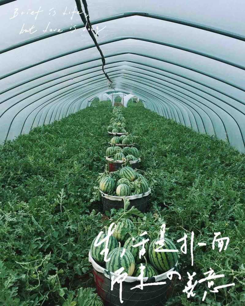 头茬直生苗大棚美都无籽西瓜包红包甜皮薄汁多