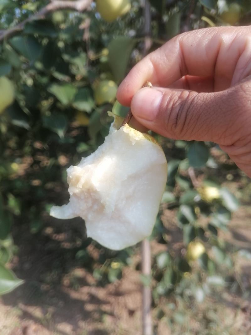 自家果园几十年大树，大面积种植，新鲜酥梨成熟了，皮薄汁多
