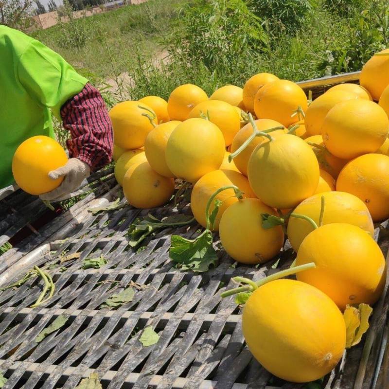 民勤蜜瓜金红宝，正宗黄河蜜瓜甘肃产地直发欢迎选购