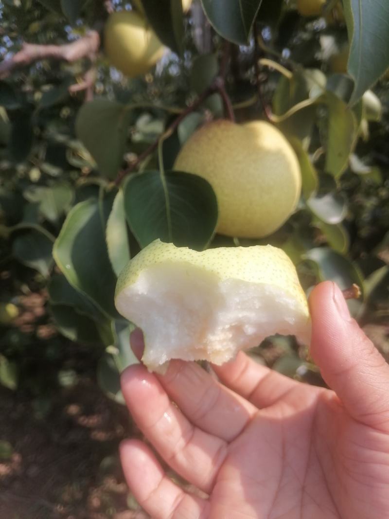自家果园几十年大树，大面积种植，新鲜酥梨成熟了，皮薄汁多