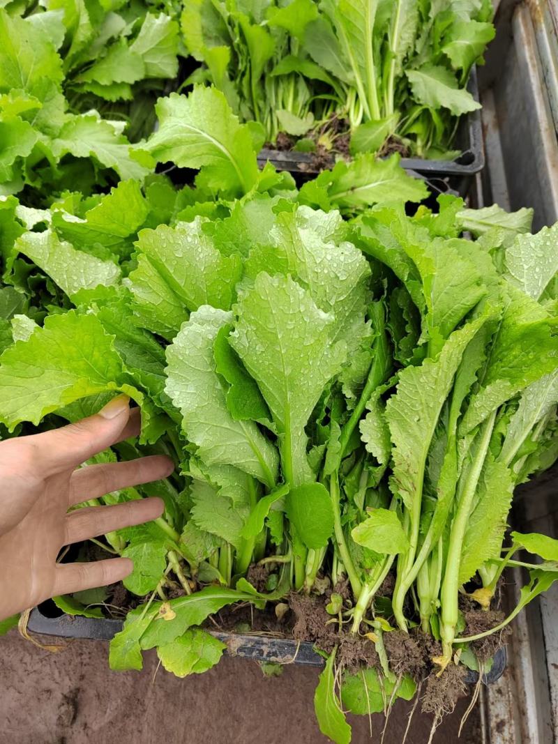 四川基地供应精选儿菜苗，早中晚熟都有，质量精品