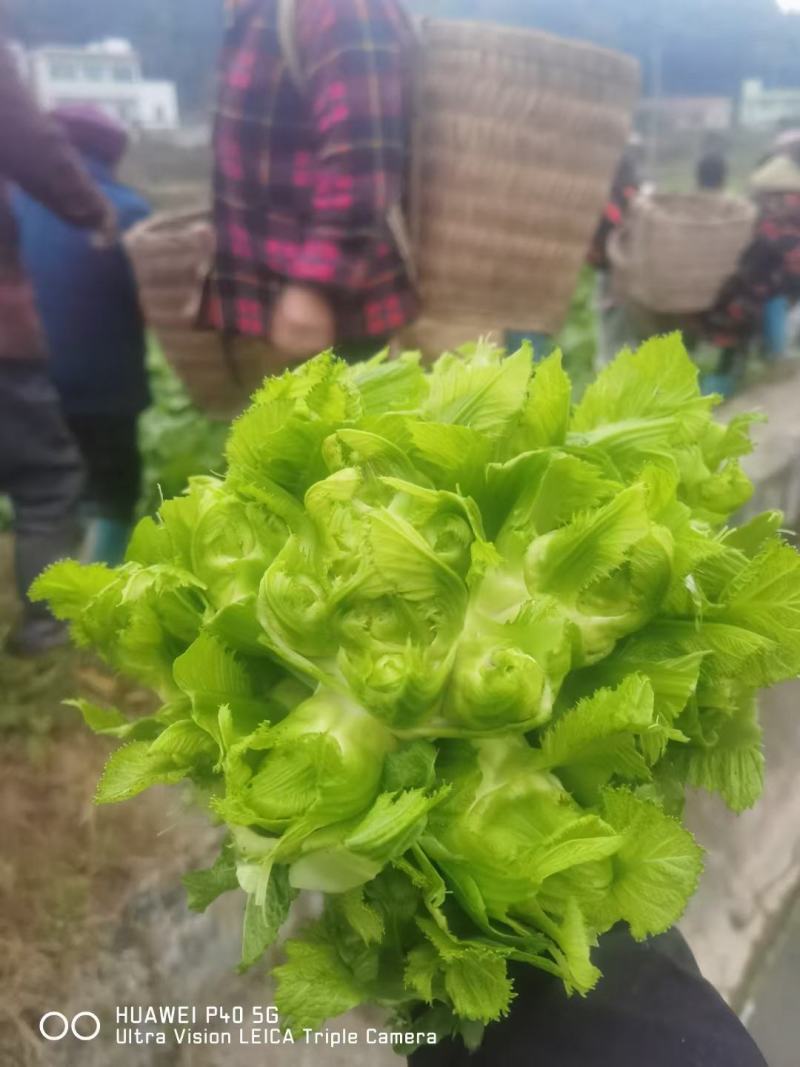 四川基地供应精选儿菜苗，早中晚熟都有，质量精品