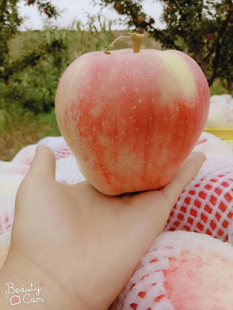 甘肃秦安高山早熟嘎拉世界一苹果大量上市。