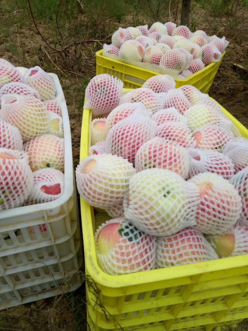 甘肃秦安高山早熟嘎拉世界一苹果大量上市。