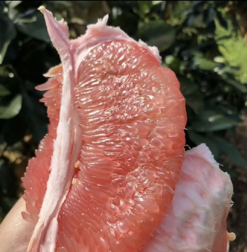梅州大埔三红柚