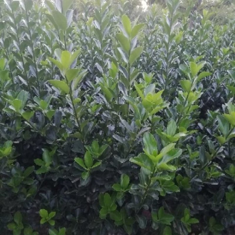 冬青苗，两年大田苗，质量如图。苗稀冠好。需要的客商联系。
