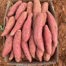 《推荐》通许万亩西瓜红红薯大量上市规格齐全质量好
