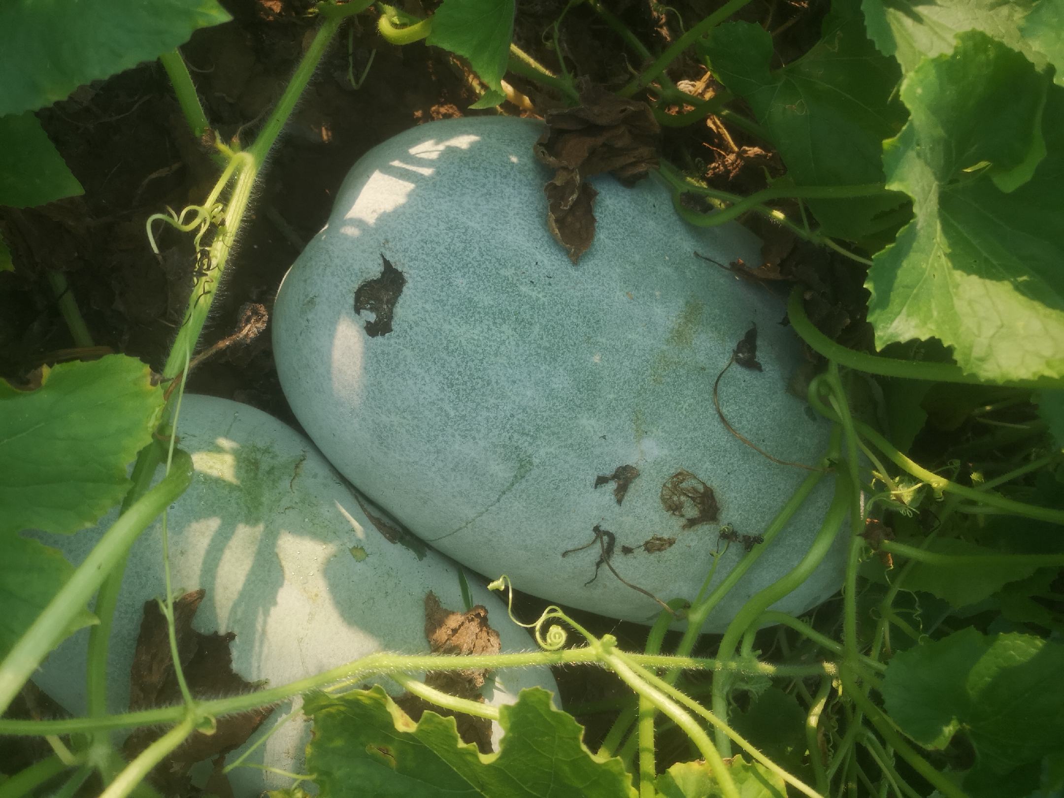 温室中整齐排列的白皮冬瓜幼苗,叶片嫩绿,茎秆粗壮,根系发达,正处于两叶一心期,准备移栽至大田 白皮冬瓜幼苗生长状态