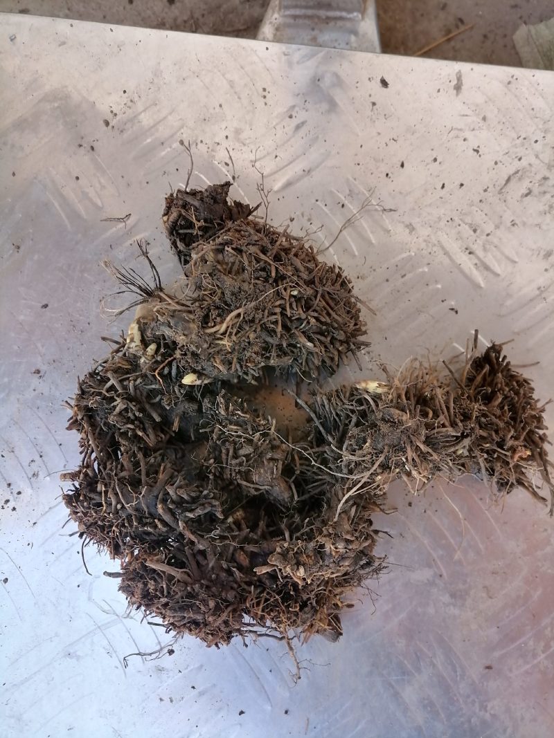 甘肃野生升麻个子质量远超切片货原药材才是地道源头货无硫