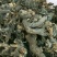 甘肃野生升麻个子质量远超切片货原药材才是地道源头货无硫