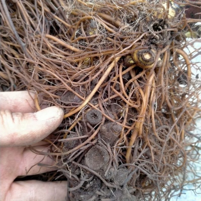 甘肃野生升麻个子质量远超切片货原药材才是地道源头货无硫
