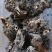 甘肃野生升麻个子质量远超切片货原药材才是地道源头货无硫