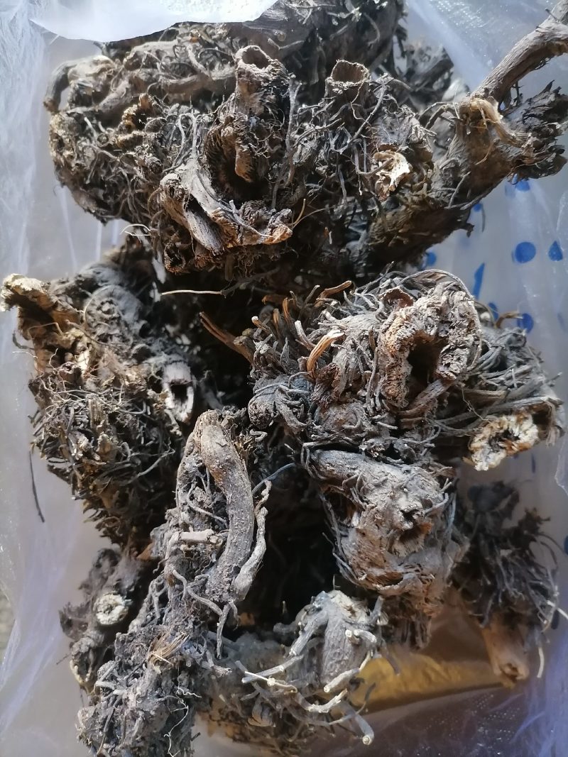甘肃野生升麻个子质量远超切片货原药材才是地道源头货无硫